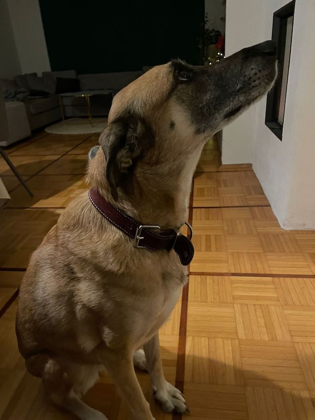 fellengel_artemis_10