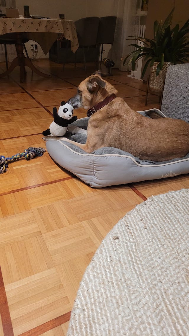 fellengel_artemis_11