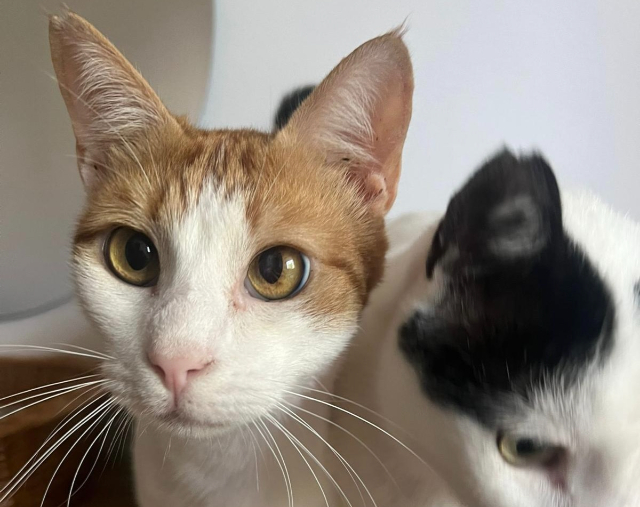 Fellengel_Niklas (1)