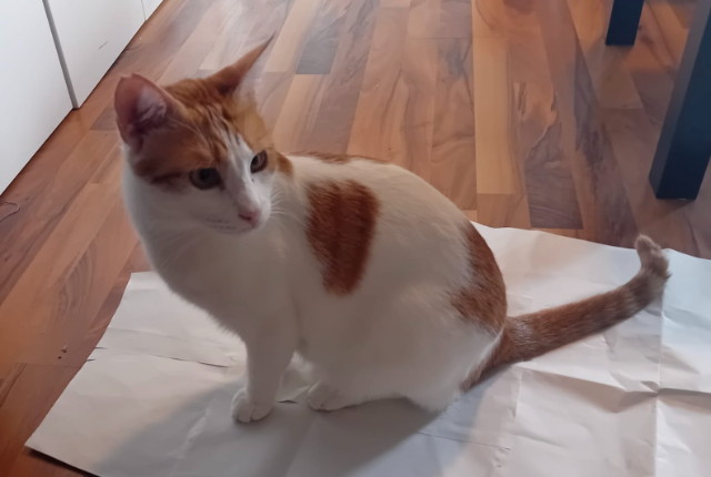 Fellengel_Niklas (2)