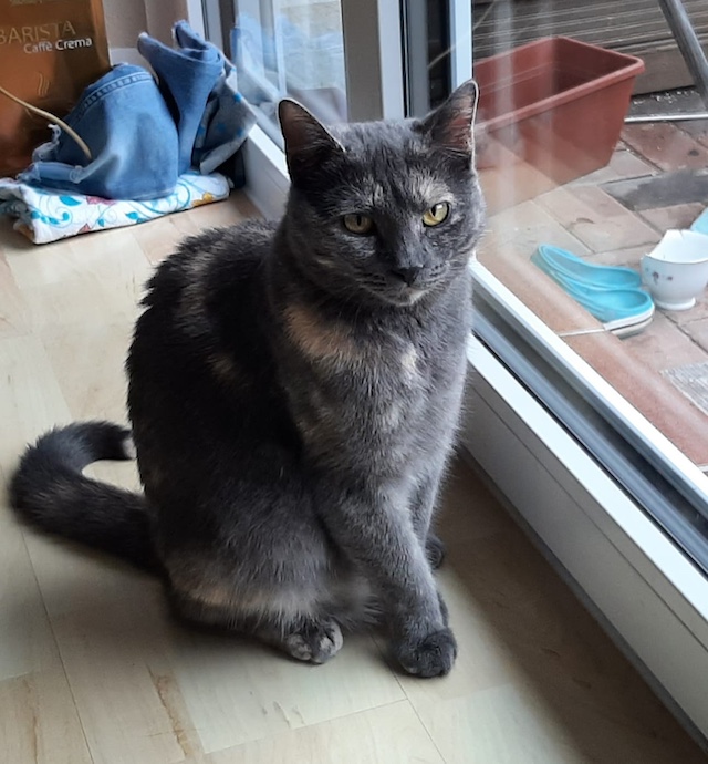 fellengel_claudia_kaktusz7