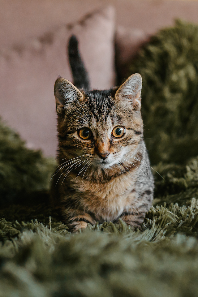 fellengel_millie_bobby1