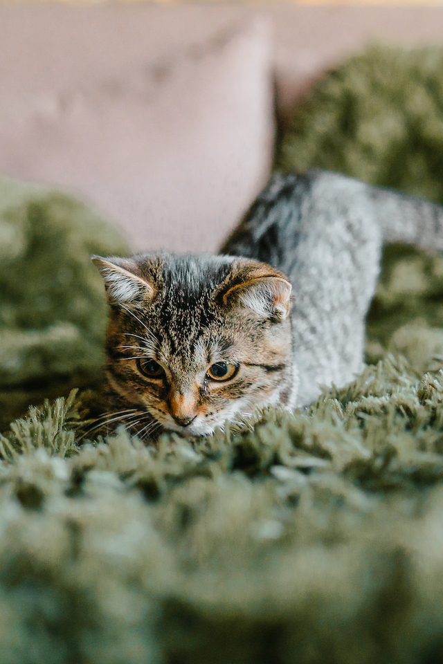 fellengel_millie_bobby2