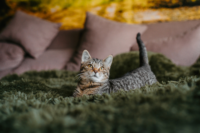 fellengel_millie_bobby3