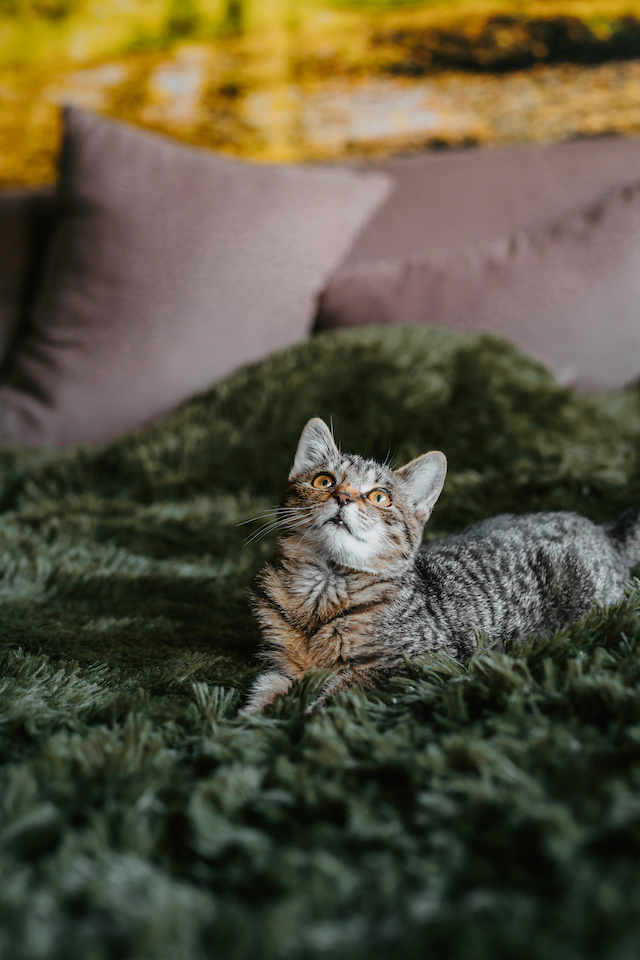 fellengel_millie_bobby4