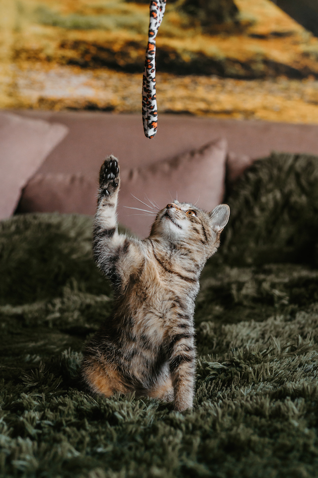 fellengel_millie_bobby5