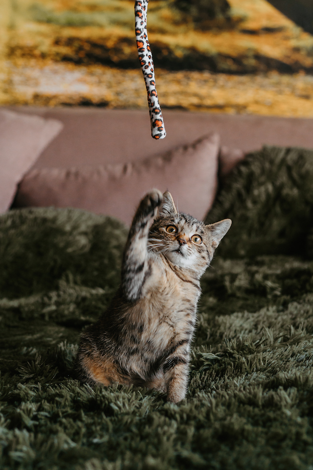 fellengel_millie_bobby6