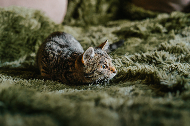 fellengel_millie_bobby7