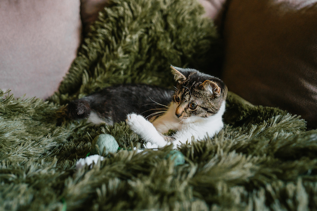 fellengel_millie_bobby9