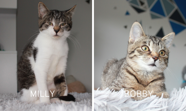 fellengel_milly_bobby