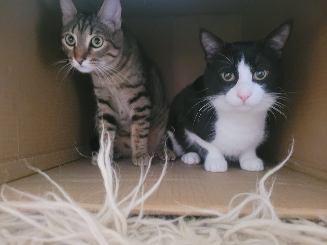 fellengel_rocco_arthur