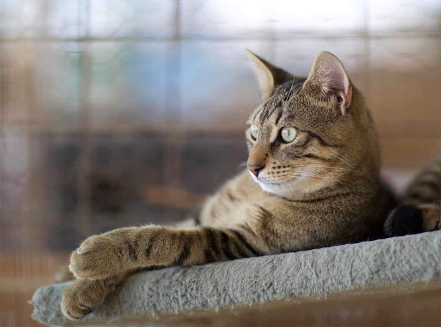 fellengel_rocco_raffaela4