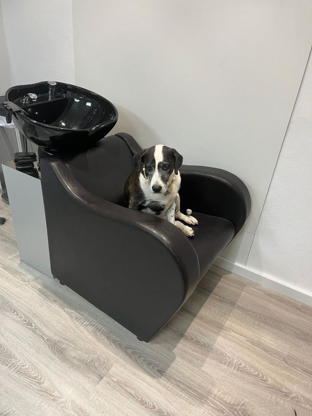 Fellengel_Drazse (1)