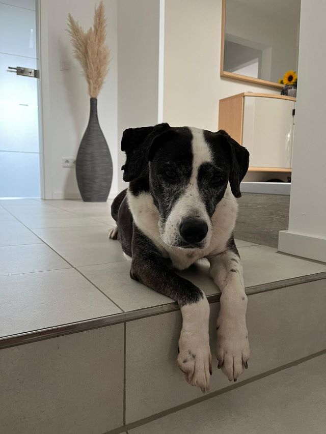 Fellengel_Drazse (2)