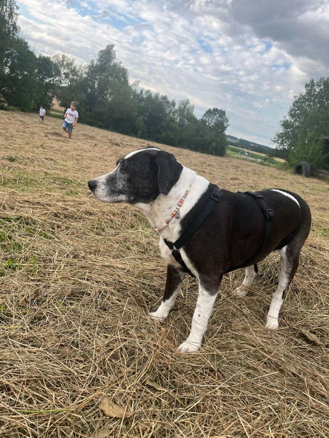 Fellengel_Drazse (3)