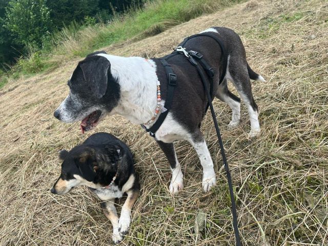 Fellengel_Drazse (4)