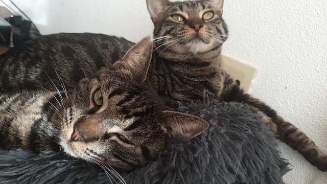 fellengel_aiden-caiden1