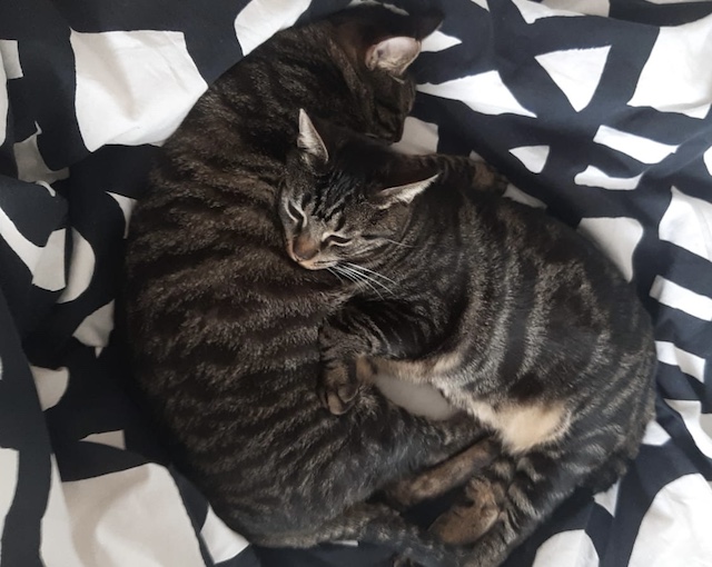 fellengel_aiden-caiden2