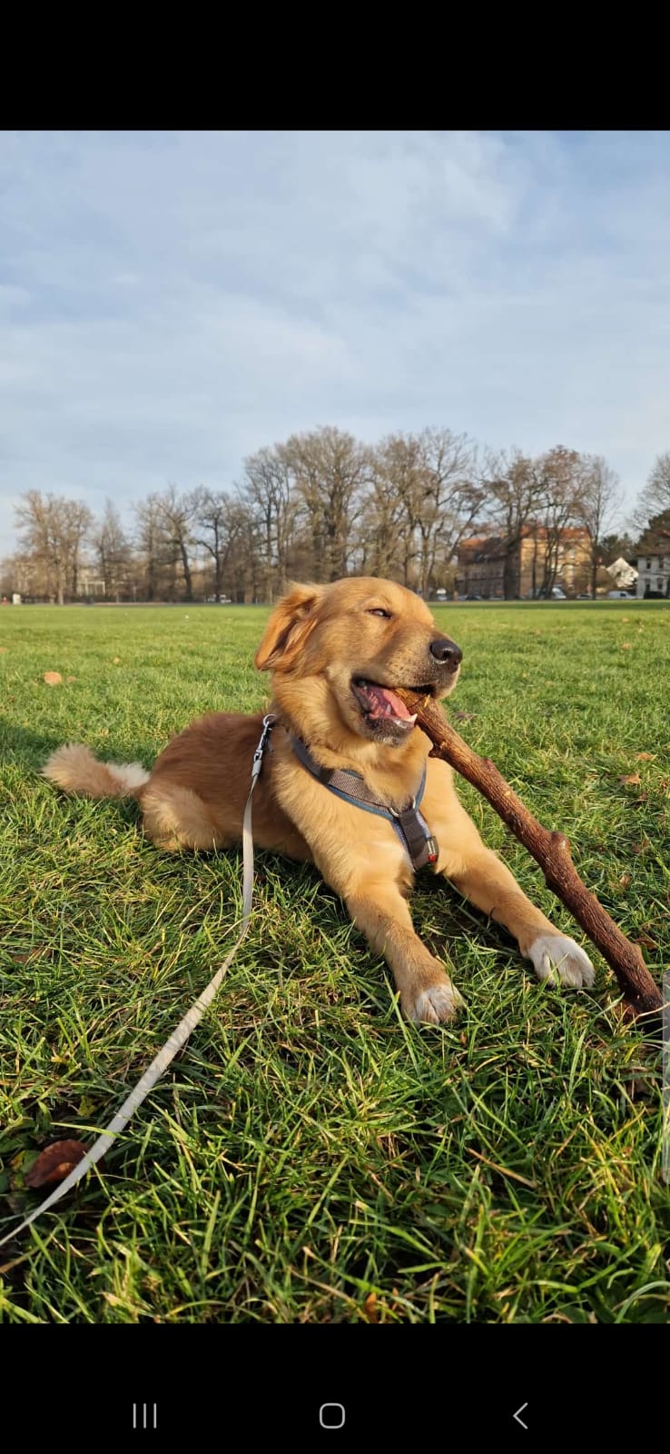 fellengel_hektor_5
