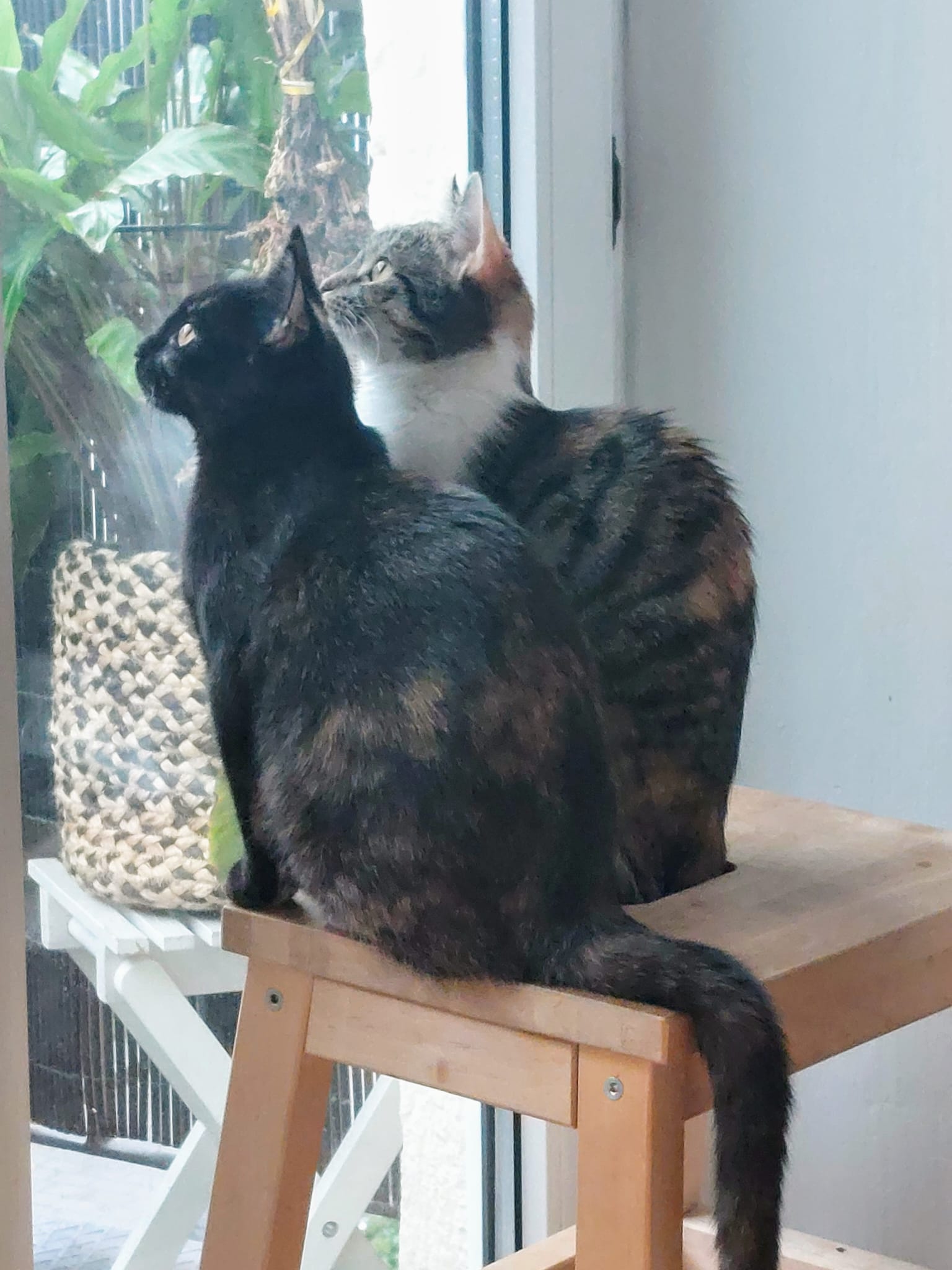 fellengel_lucy:mia1