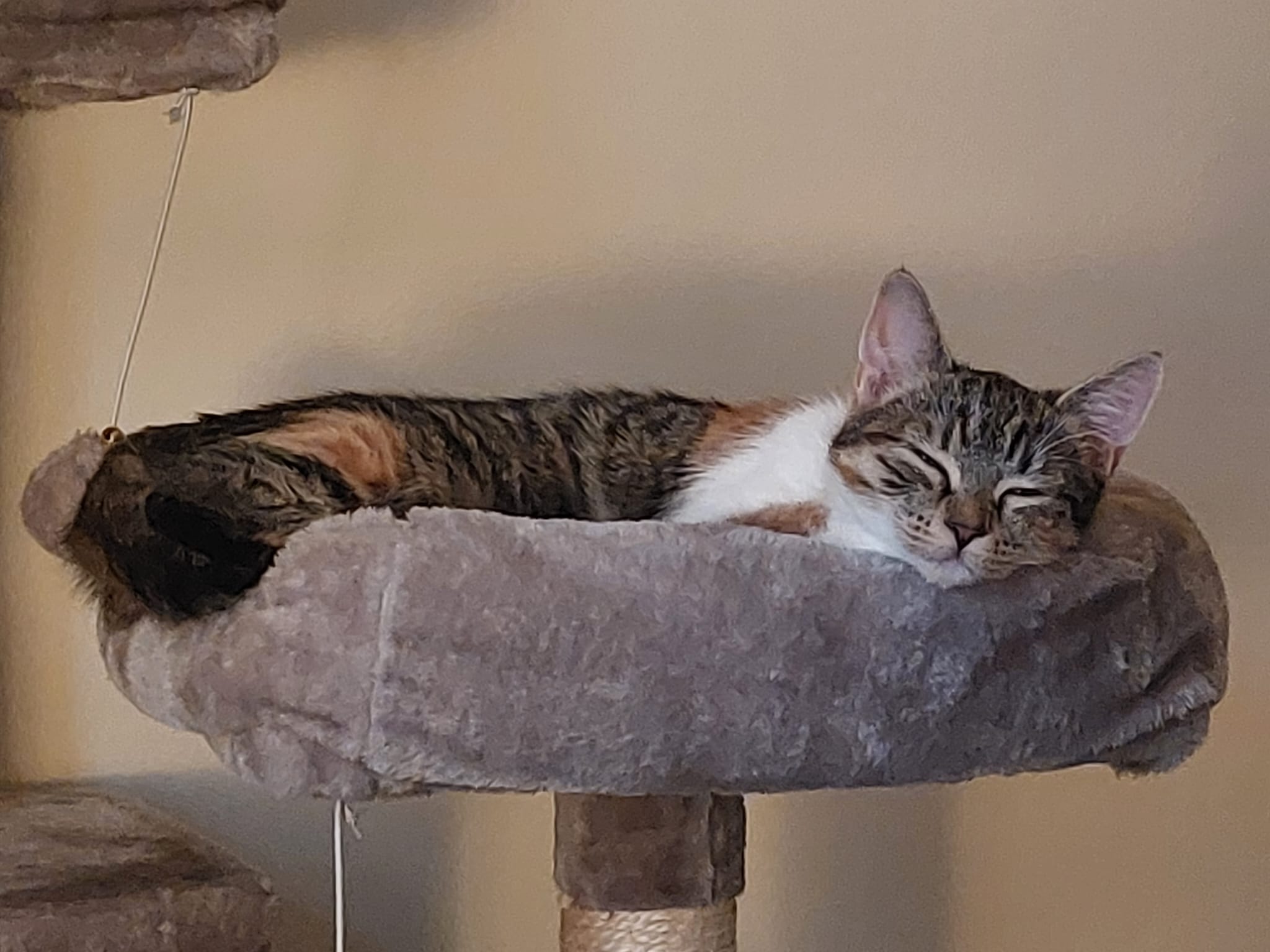 fellengel_lucy:mia4