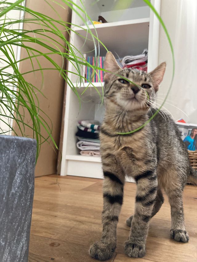 fellengel_panka6