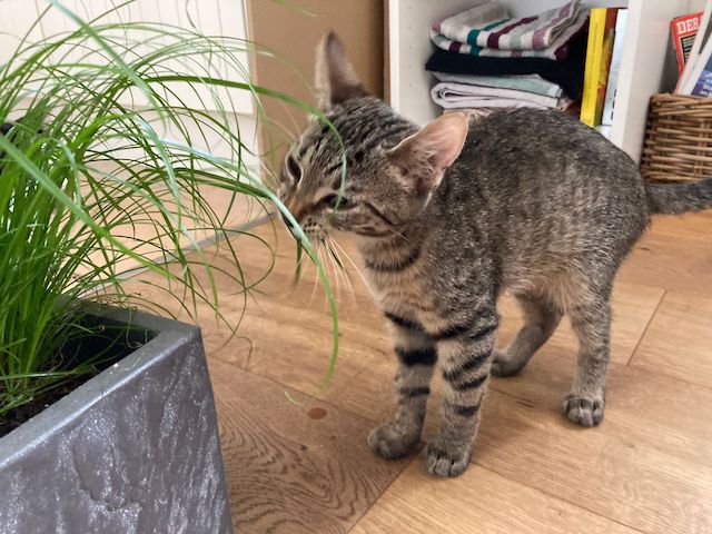 fellengel_panka7
