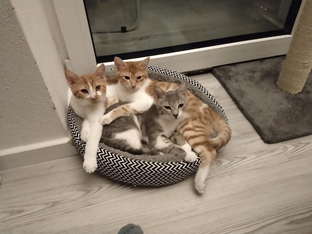 fellengel_aslan_zoi_erwin2