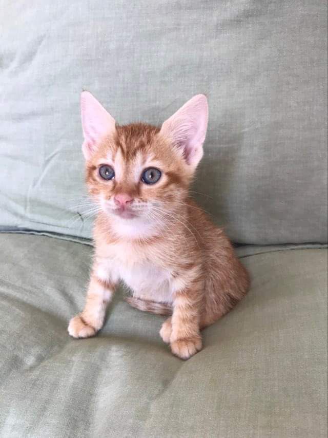 fellengel_feline1