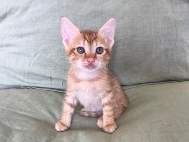 fellengel_feline2
