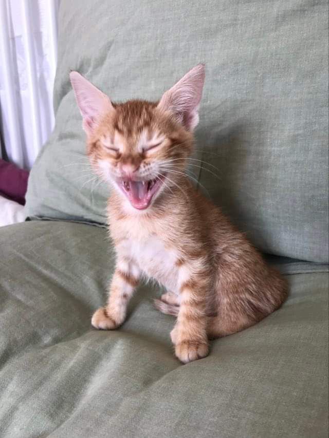 fellengel_feline3