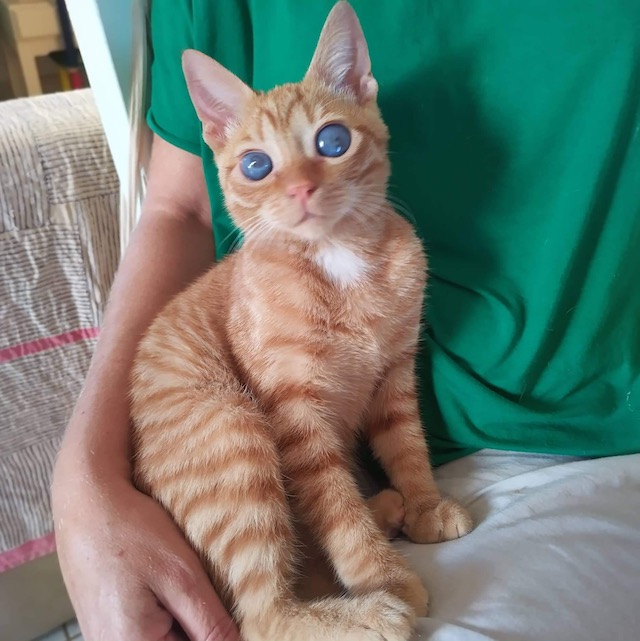 Liam, roter Traumkater, ca.5 Monate *blind* Fellengel in Not