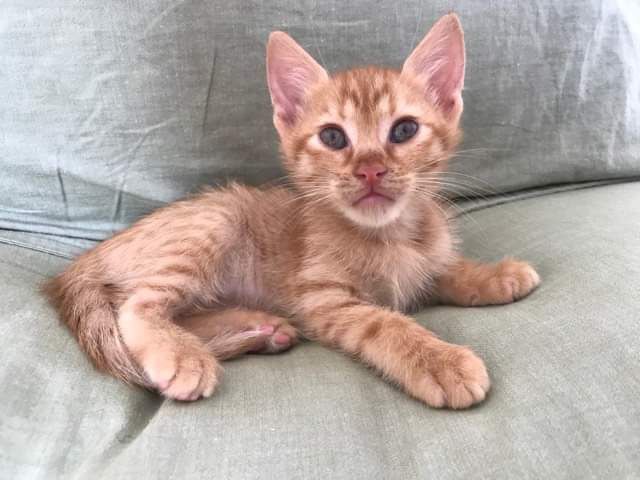 fellengel_little_nala1