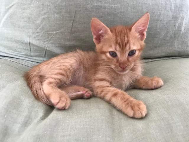 fellengel_little_nala2