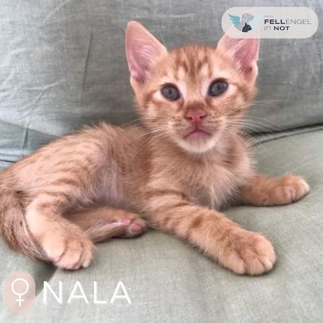 fellengel_little_nala3