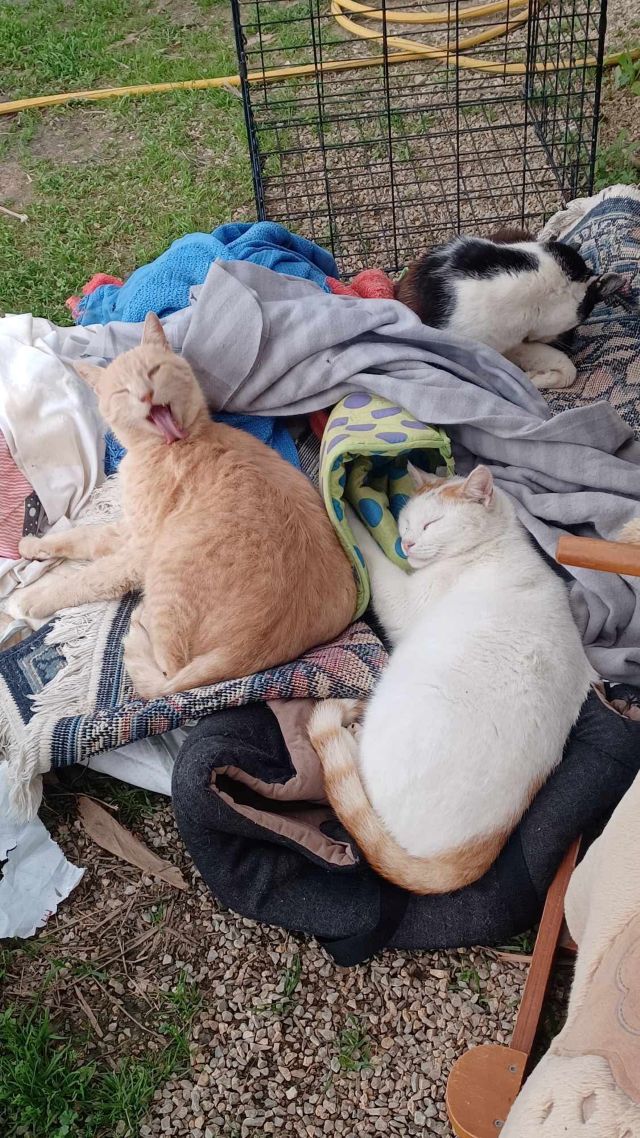 fellengel_oliver_prince (1)