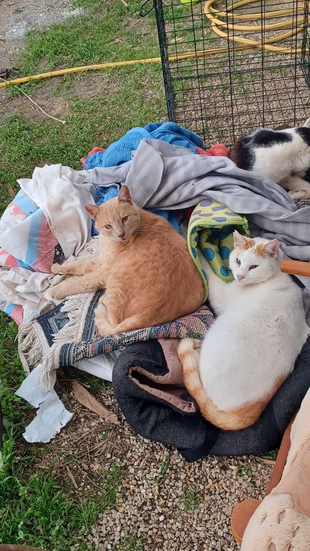 fellengel_oliver_prince (2)