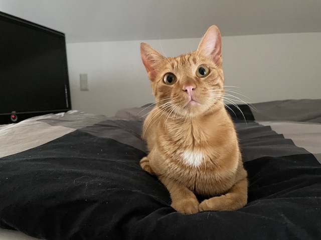 fellengel_willy1