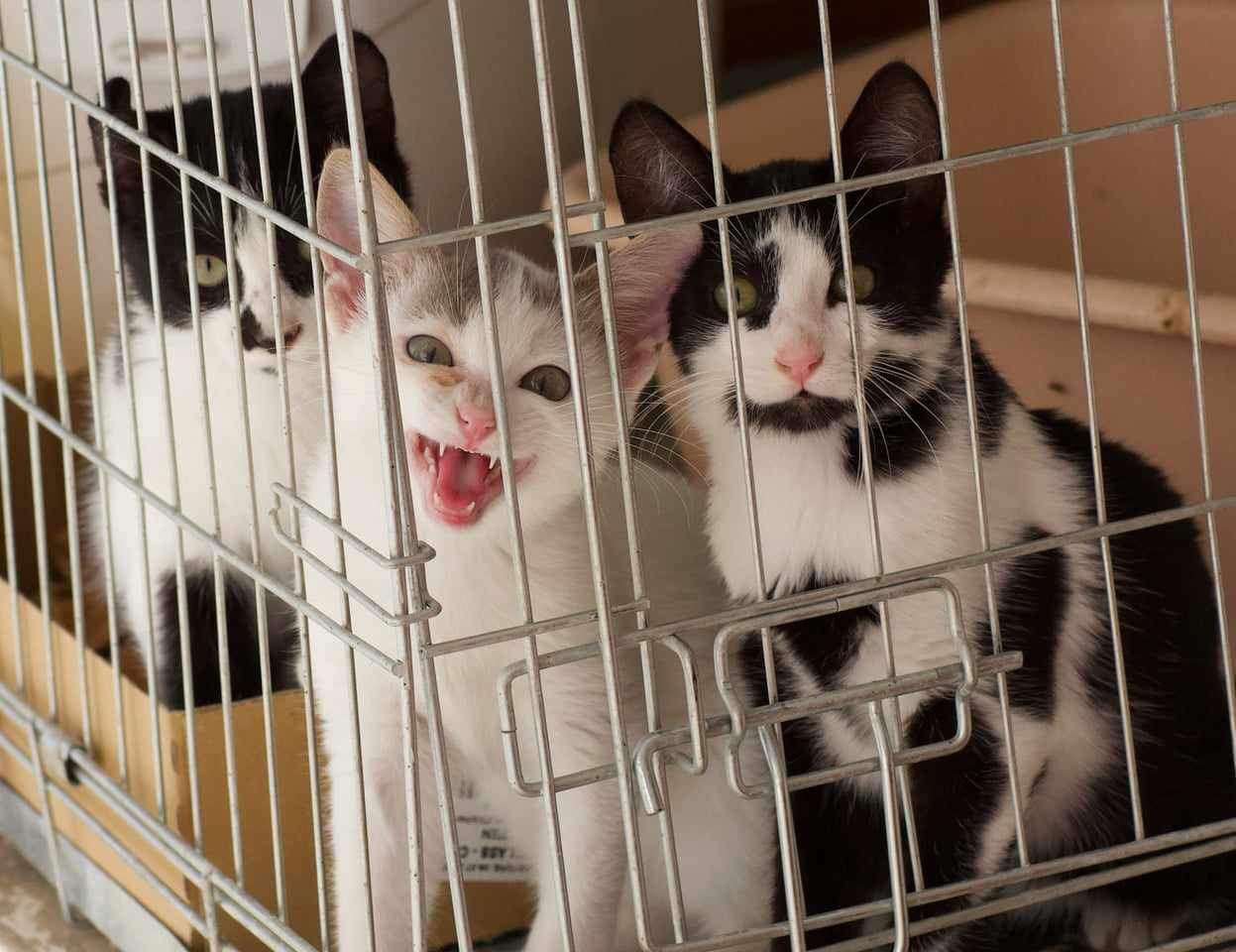 cosmo-salem-eros_fellengel 3