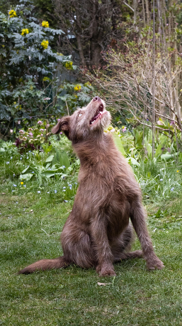 fellengel_buffy10
