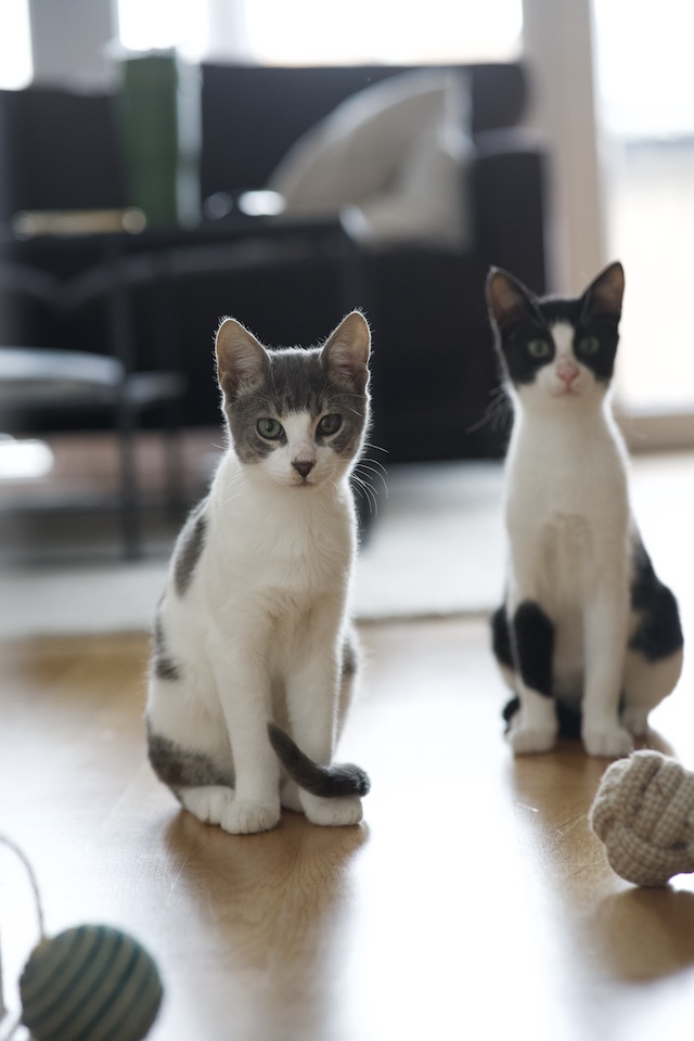 fellengel_val_victor1