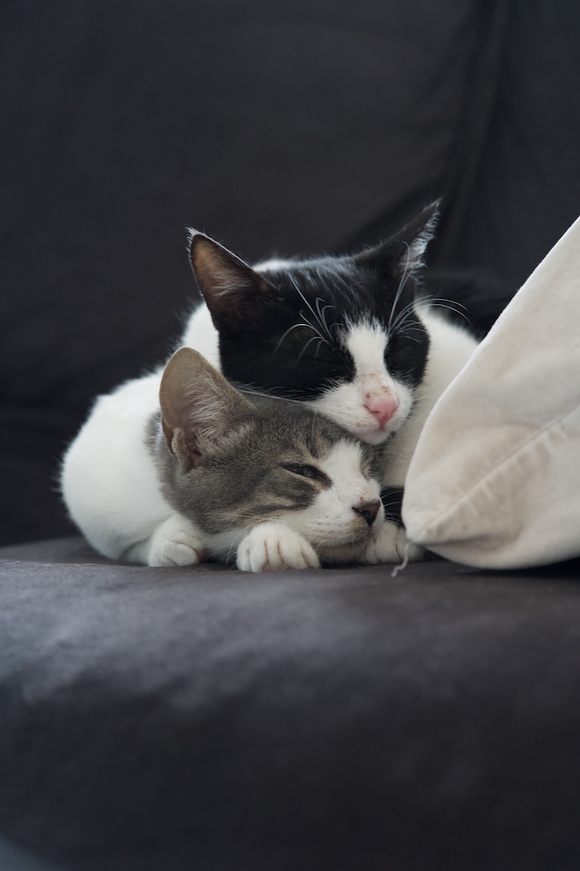 fellengel_val_victor2