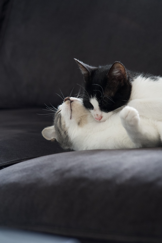 fellengel_val_victor3