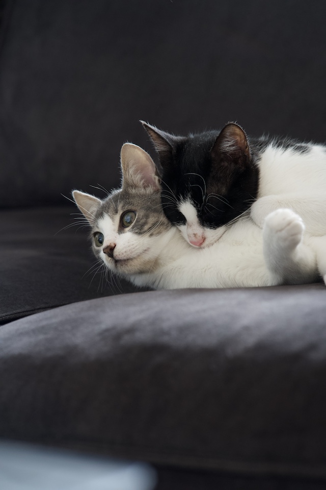 fellengel_val_victor4