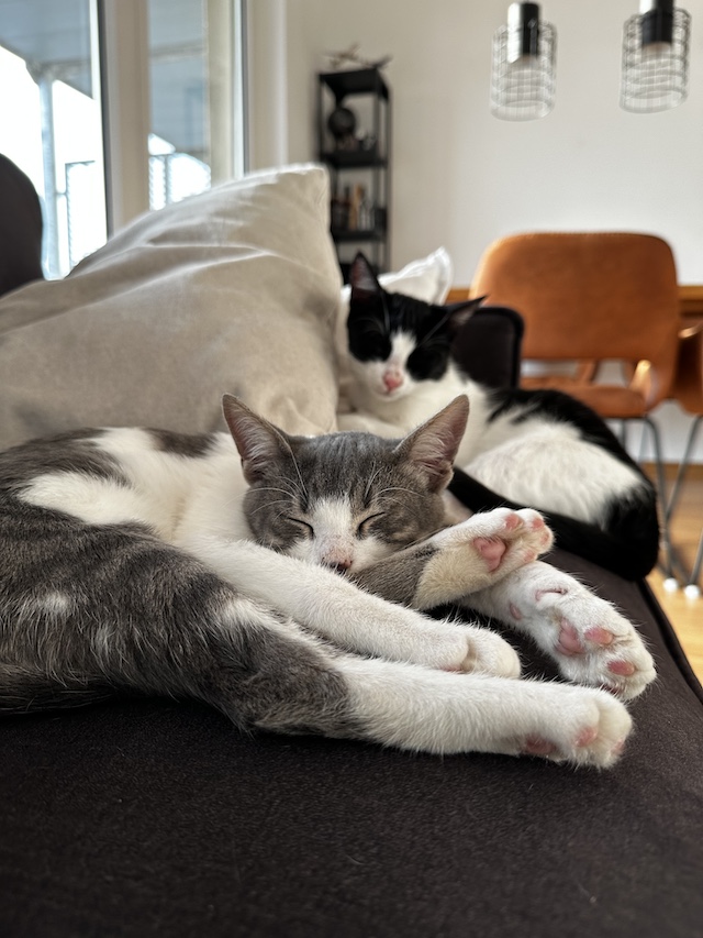 fellengel_val_victor8