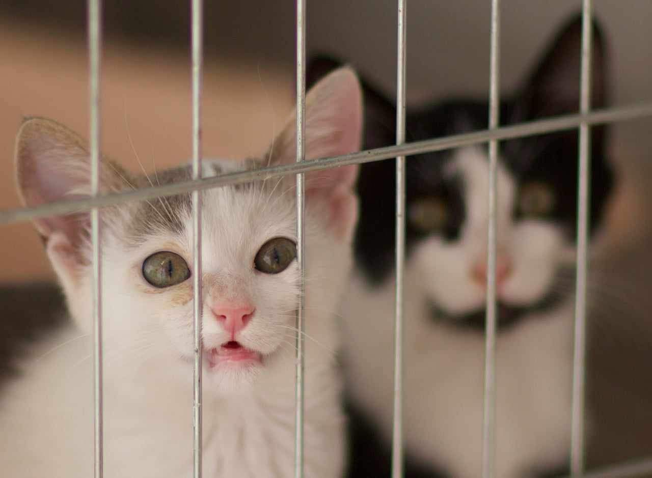 salem-eros_fellengel 7