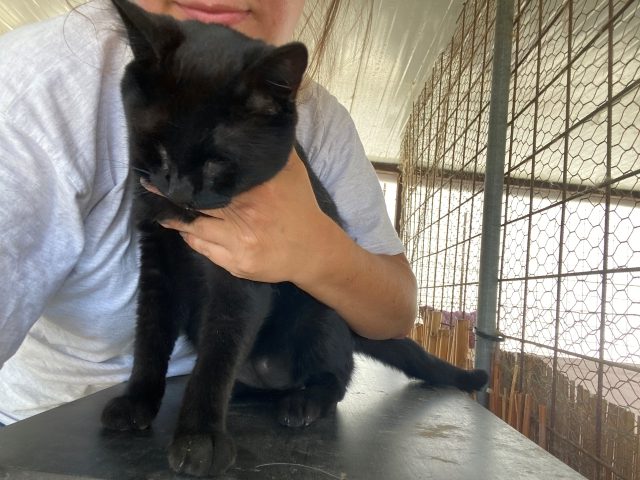 Fellengel_Brenda (2)