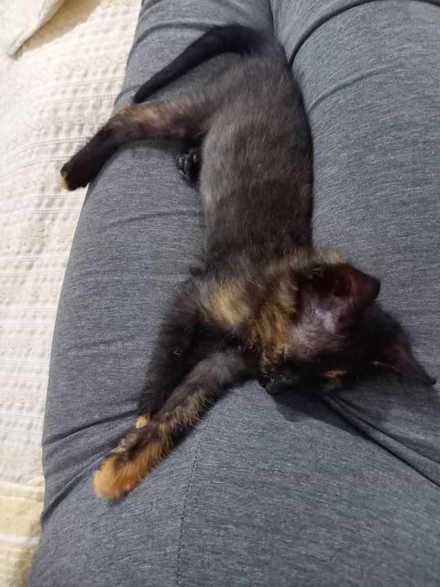 fellengel_coco3