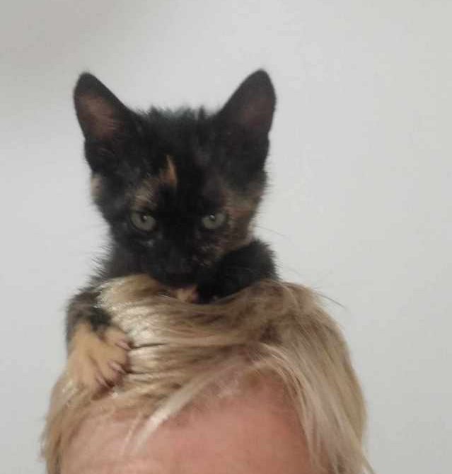 fellengel_coco4