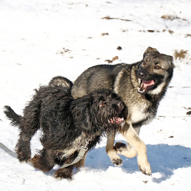 fellengel_elizabeth1